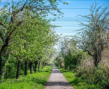 Weg zwischen  Obstbaumwiese und Saumseen