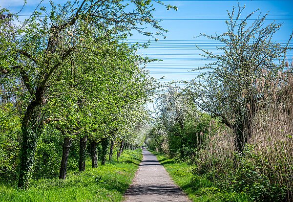 Weg zwischen  Obstbaumwiese und Saumseen