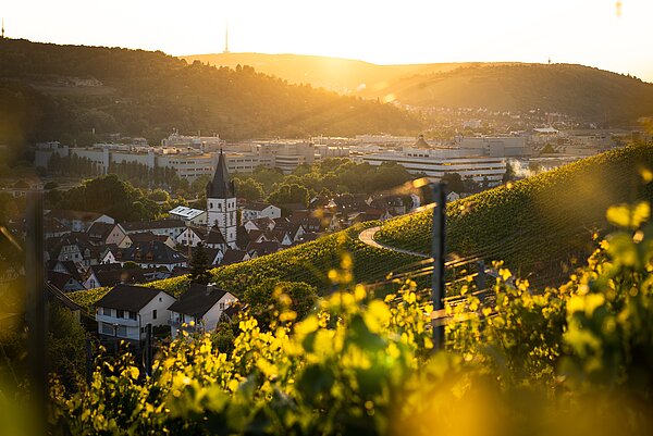 Blick über Weinberge in ein Weindorf im sanften Abendlicht