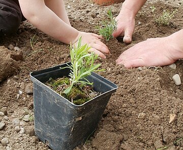 Foto von Setzling und Händen im Hintergrund, die Setzling in Erde pflanzen