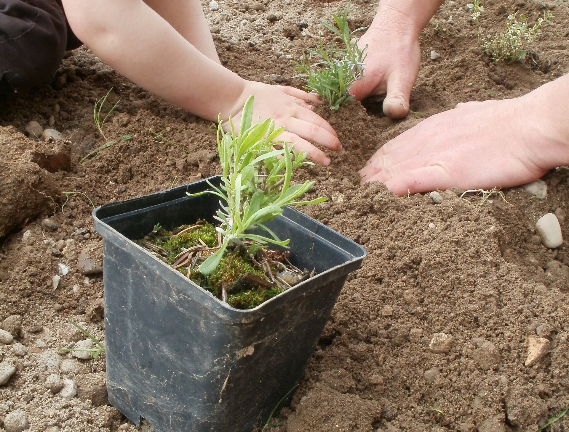 Foto von Setzling und Händen im Hintergrund, die Setzling in Erde pflanzen