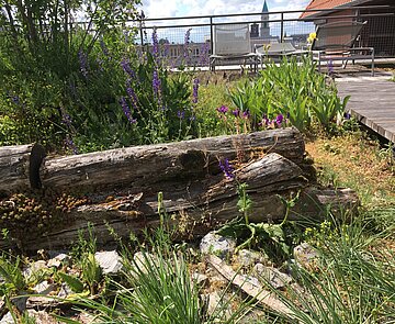 Naturraumnahe Pflanzenarten auf der Dachterasse