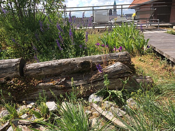 Naturraumnahe Pflanzenarten auf der Dachterasse