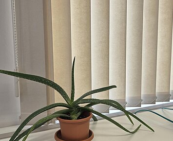 Cool durch den Sommer – Tipps für kühle Wohnräume