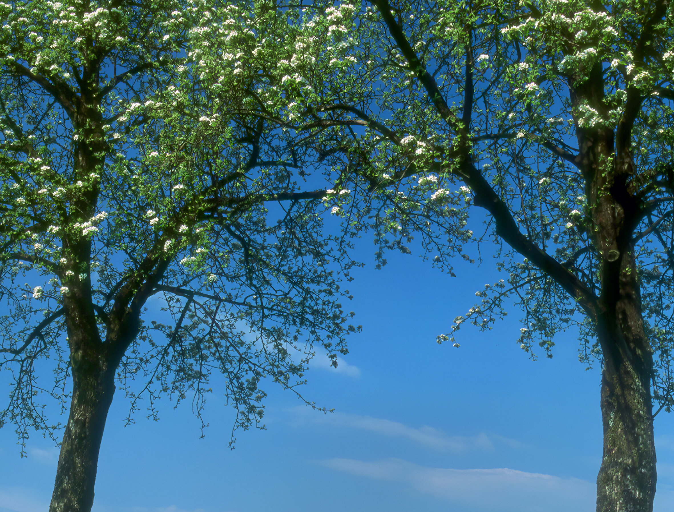 Wäscheleine zwischen zwei Bäumen vor blauem Himmel, zwei ältere Menschen hängen Wäsche an der frischne Luft auf 