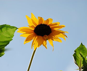 Das Bild zeigt einen Ausschnitt einer Sonnenblume vor blauem Himmel.